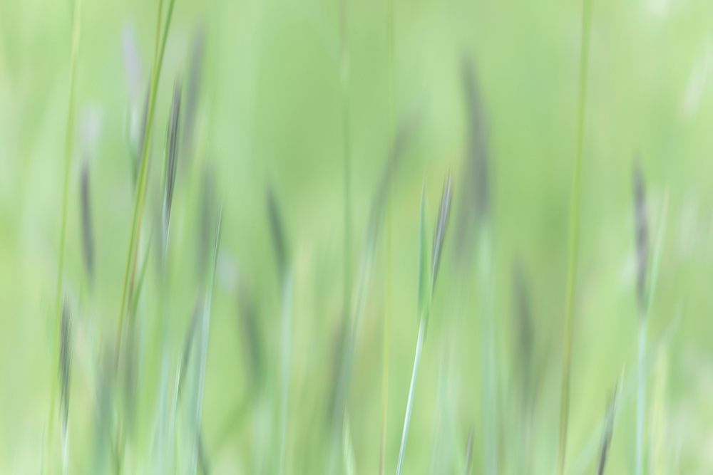 Alaska-Tongass National Forest Abstract of meadow grass art print by Jaynes Gallery for $57.95 CAD