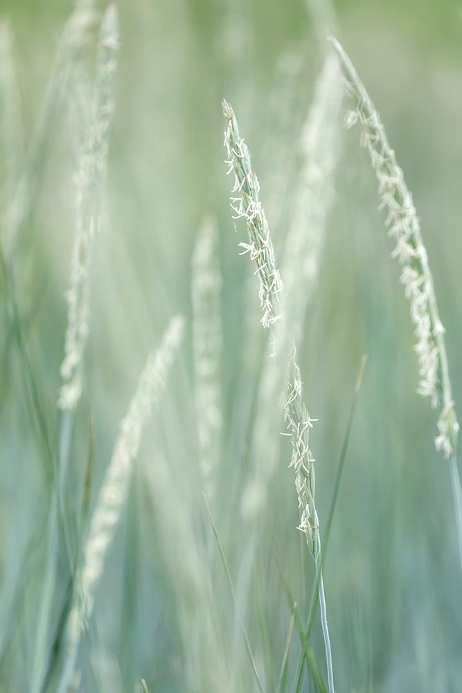 Alaska-Tongass National Forest Abstract of beach rye grass art print by Jaynes Gallery for $57.95 CAD
