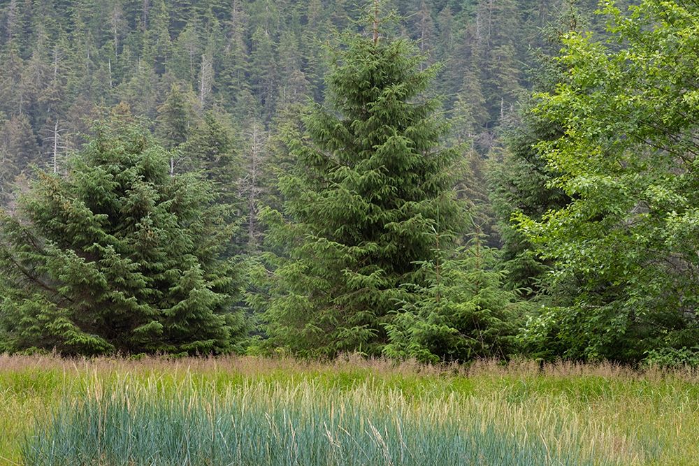 Alaska-Tongass National Forest Meadow and forest landscape art print by Jaynes Gallery for $57.95 CAD