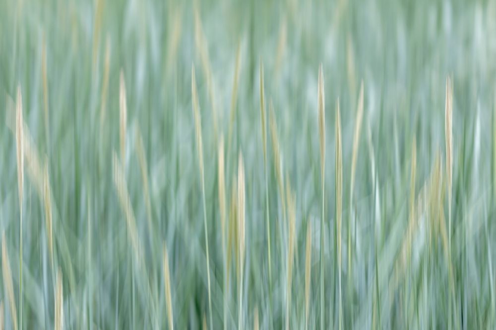 Alaska-Tongass National Forest Abstract of meadow grass art print by Jaynes Gallery for $57.95 CAD