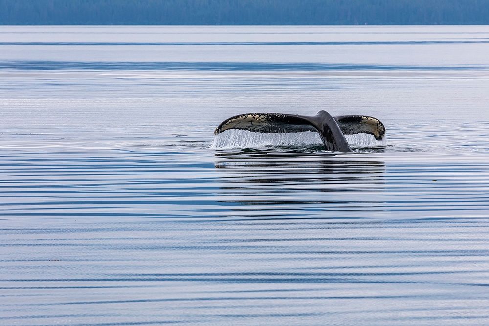 Alaska-Chatham Strait Humpback whale diving art print by Jaynes Gallery for $57.95 CAD