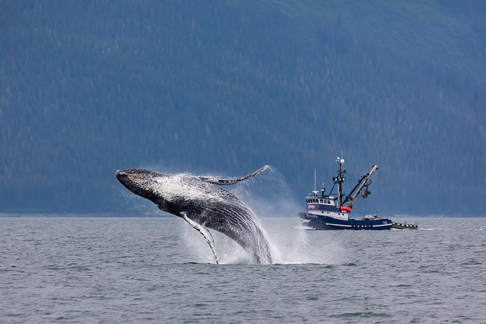 Alaska-Chatham Strait Breaching humpback whale near fishing boat art print by Jaynes Gallery for $57.95 CAD