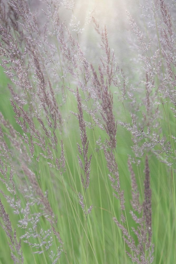 Alaska-Juneau Sunlit grass in meadow art print by Jaynes Gallery for $57.95 CAD