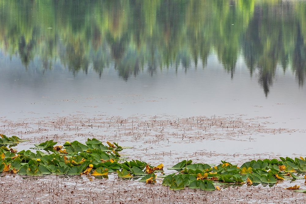 Alaska-Sitka Forest reflection in Swan Lake art print by Jaynes Gallery for $57.95 CAD