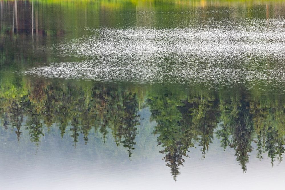 Alaska-Sitka Forest reflection in Swan Lake art print by Jaynes Gallery for $57.95 CAD