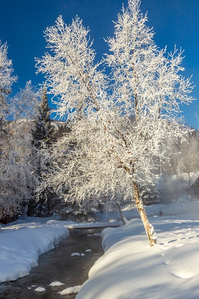 Alaska Stream and frosted trees in winter art print by Jaynes Gallery for $57.95 CAD