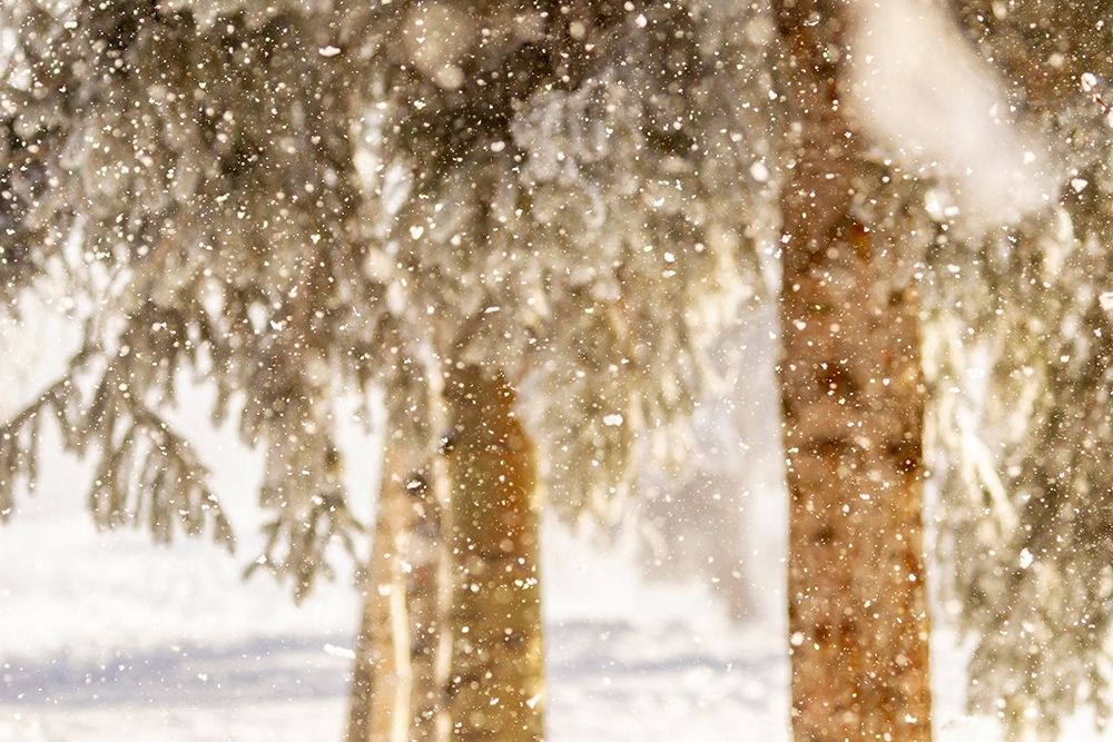 Alaska Close-up of frost falling from branches in winter art print by Jaynes Gallery for $57.95 CAD