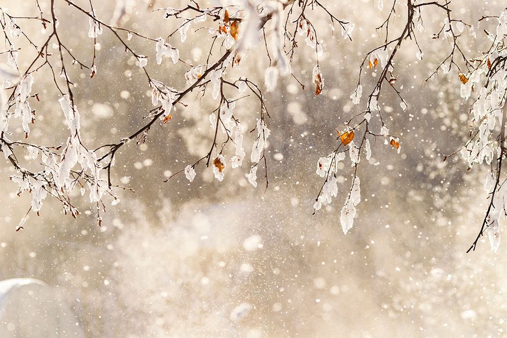 Alaska Close-up of frost falling from branches in winter art print by Jaynes Gallery for $57.95 CAD