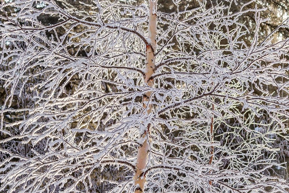 Alaska Frost-covered tree limbs art print by Jaynes Gallery for $57.95 CAD