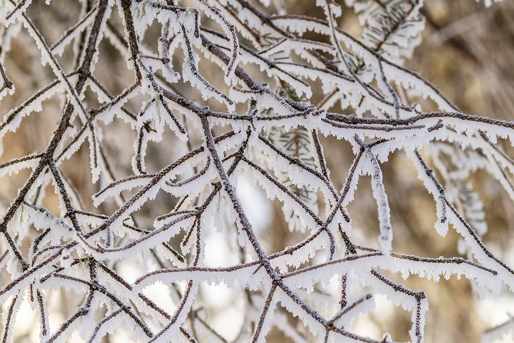 Alaska Close-up of frosted branches in winter art print by Jaynes Gallery for $57.95 CAD