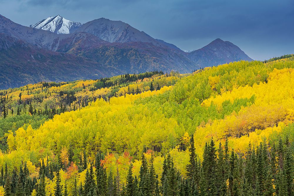 USA-Alaska-Chugach National Forest Mountain and aspens in autumn art print by Jaynes Gallery for $57.95 CAD