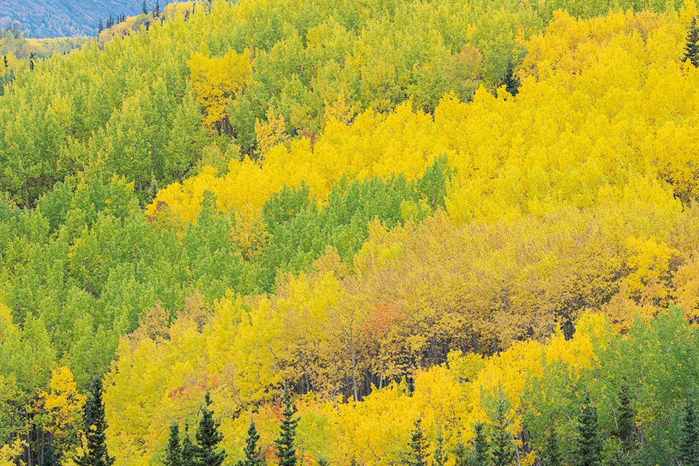 USA-Alaska-Chugach National Forest Aspens in autumn art print by Jaynes Gallery for $57.95 CAD