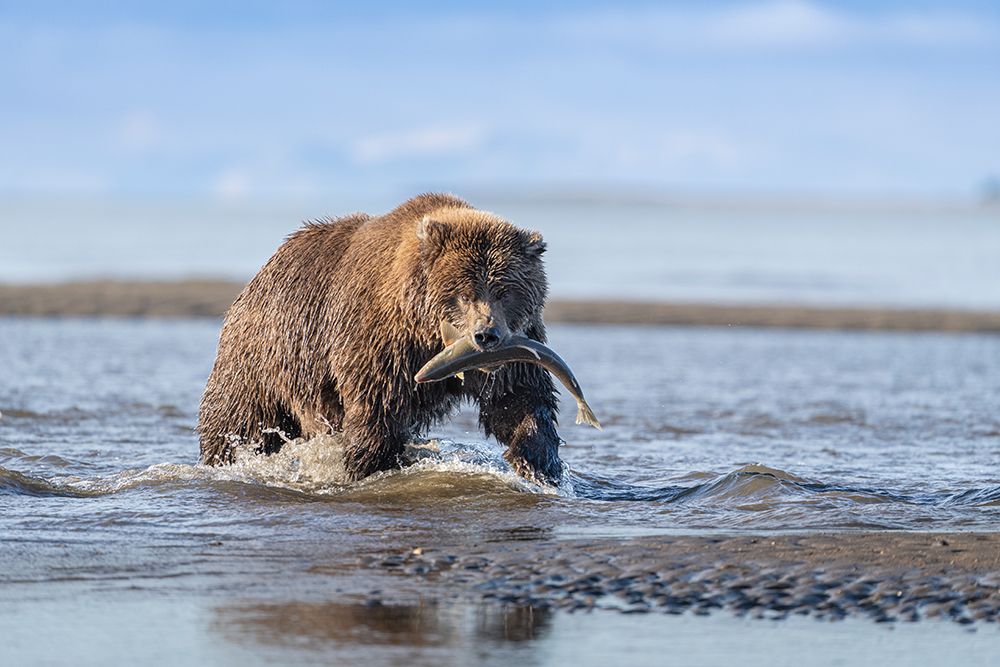 USA-Alaska-Lake Clark National Park Grizzly bear with salmon prey in creek art print by Jaynes Gallery for $57.95 CAD