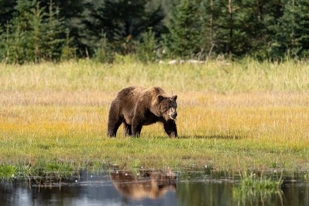 USA-Alaska-Lake Clark National Park Grizzly bear sow crossing meadow art print by Jaynes Gallery for $57.95 CAD