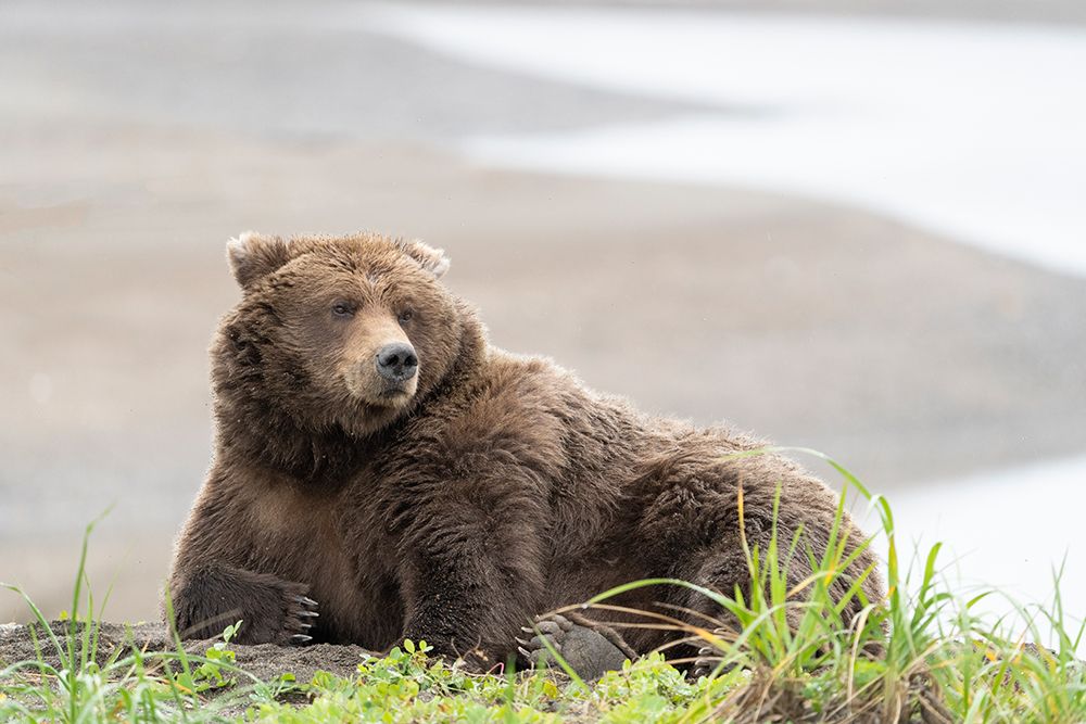 USA-Alaska-Lake Clark National Park Grizzly bear resting on Cook Inlet beach art print by Jaynes Gallery for $57.95 CAD