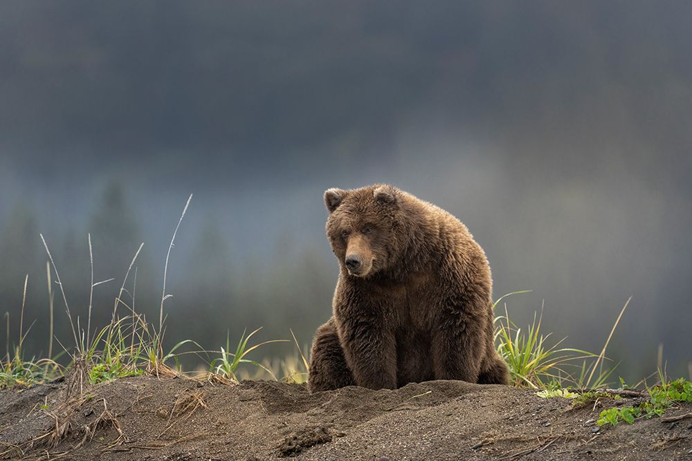 USA-Alaska-Lake Clark National Park Grizzly bear resting on Cook Inlet beach art print by Jaynes Gallery for $57.95 CAD