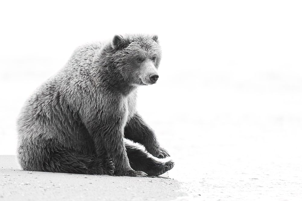 USA-Alaska-Lake Clark National Park Resting grizzly bear on beach art print by Jaynes Gallery for $57.95 CAD