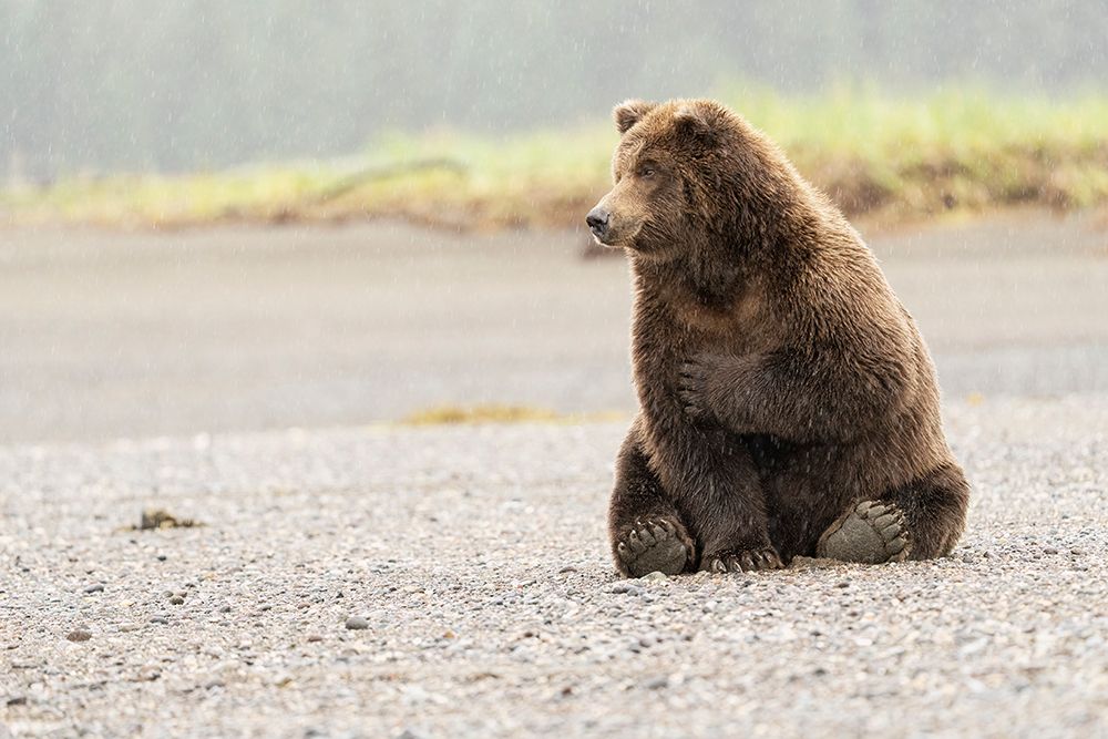 USA-Alaska-Lake Clark National Park Grizzly bear resting on Cook Inlet beach art print by Jaynes Gallery for $57.95 CAD