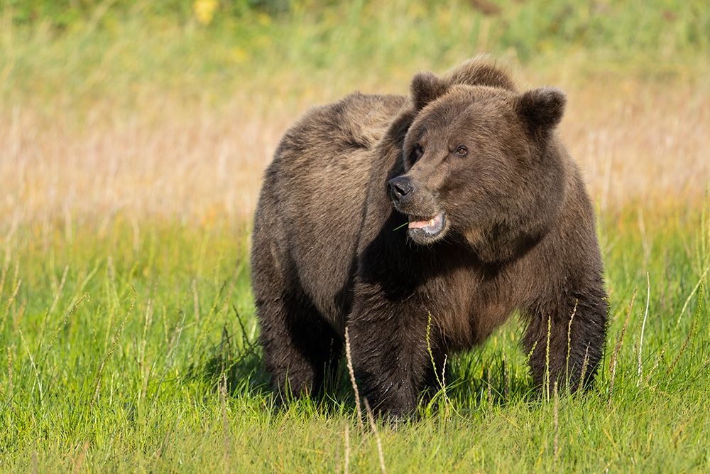 USA-Alaska-Lake Clark National Park Grizzly bear sow eating grass in meadow art print by Jaynes Gallery for $57.95 CAD