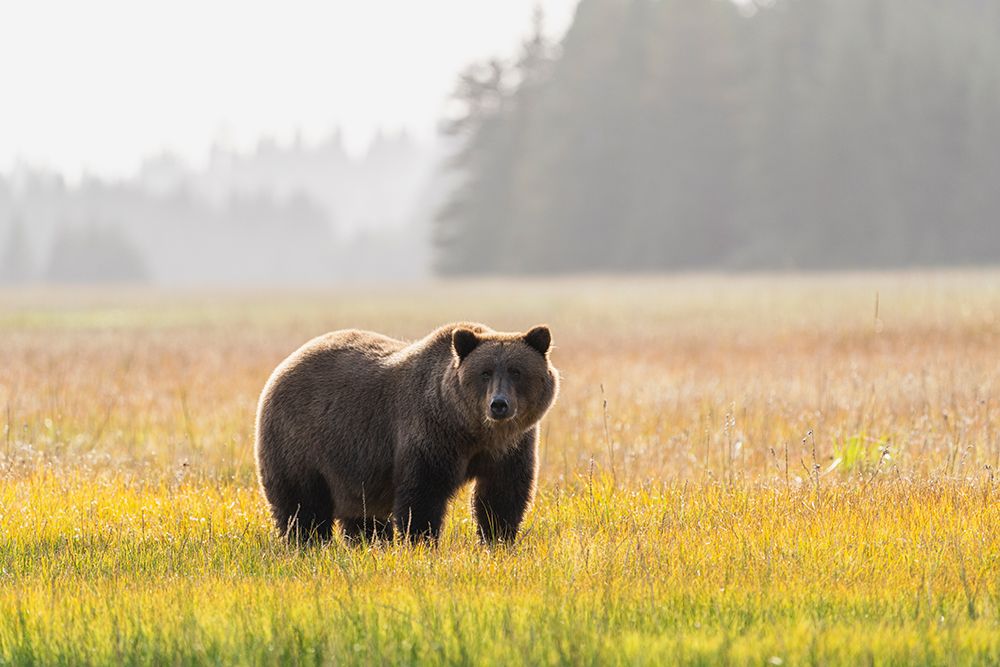 USA-Alaska-Lake Clark National Park Grizzly bear male in meadow art print by Jaynes Gallery for $57.95 CAD