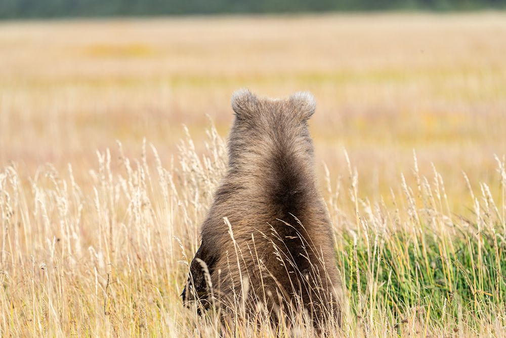 USA-Alaska-Lake Clark National Park Grizzly bear cubs back in grassy meadow art print by Jaynes Gallery for $57.95 CAD