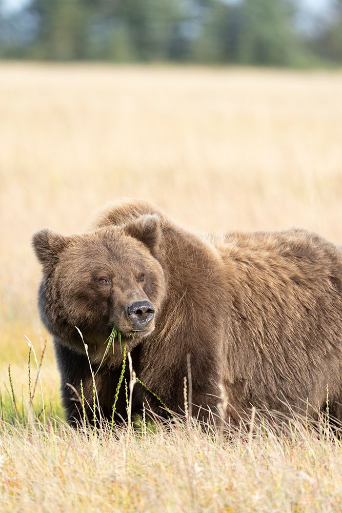 USA-Alaska-Lake Clark National Park Grizzly bear close-up in meadow art print by Jaynes Gallery for $57.95 CAD