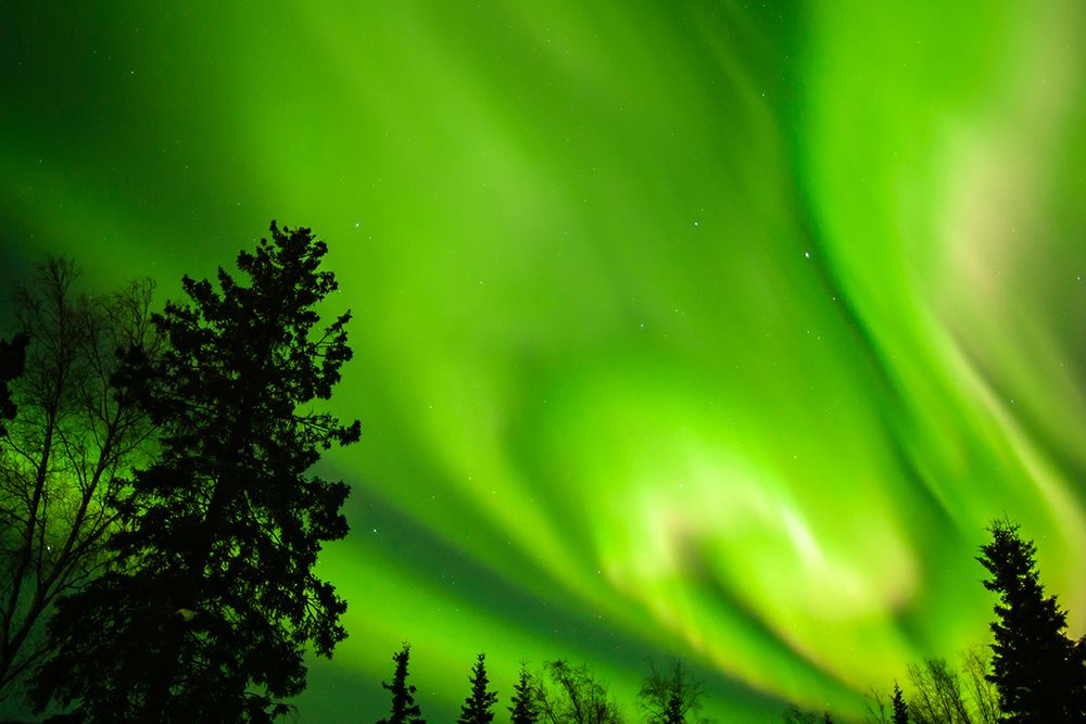 USA-Alaska-Chena Hot Springs Resort Aurora borealis fills night sky art print by Jaynes Gallery for $57.95 CAD