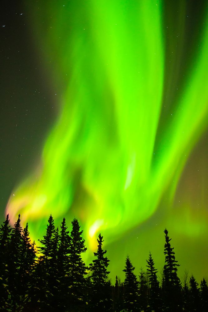 USA-Alaska-Chena Hot Springs Resort Aurora borealis fills night sky art print by Jaynes Gallery for $57.95 CAD