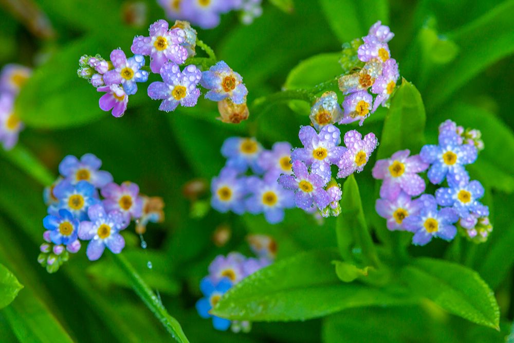 USA-Alaska-Tongass National Forest Close-up of dew on wildflowers art print by Jaynes Gallery for $57.95 CAD