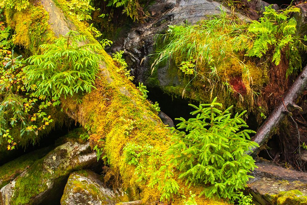 USA-Alaska-Tongass National Forest Mossy log and rocks scenic art print by Jaynes Gallery for $57.95 CAD