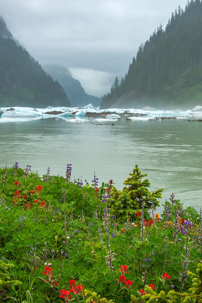 USA-Alaska-Tongass National Forest Shakes Lake icebergs and wildflowers art print by Jaynes Gallery for $57.95 CAD