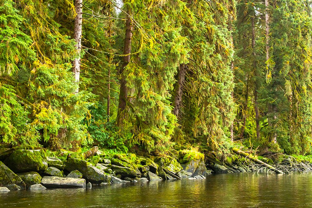 USA-Alaska-Tongass National Forest Forest reflects in Anan Creek art print by Jaynes Gallery for $57.95 CAD