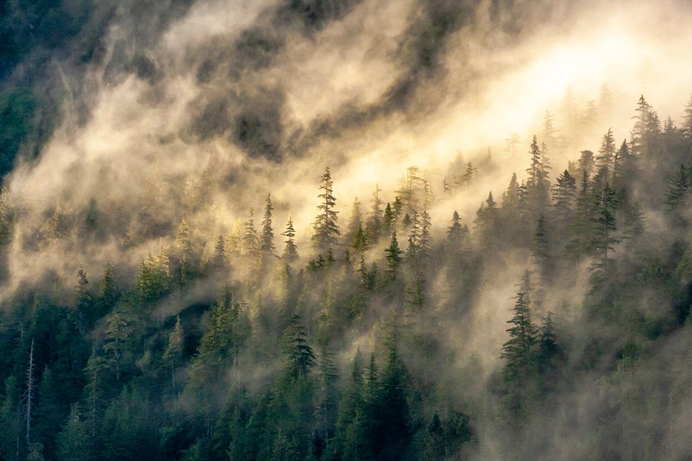 USA-Alaska-Tongass National Forest Fog on mountain forest art print by Jaynes Gallery for $57.95 CAD