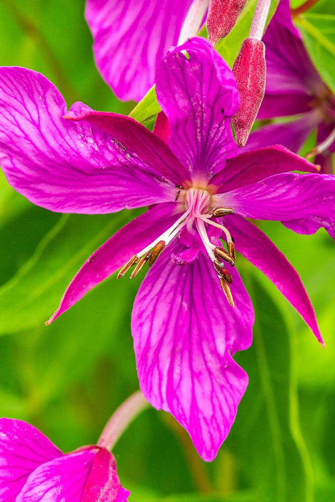 USA-Alaska-Glacier Bay National Park Close-up of pink wildflower art print by Jaynes Gallery for $57.95 CAD