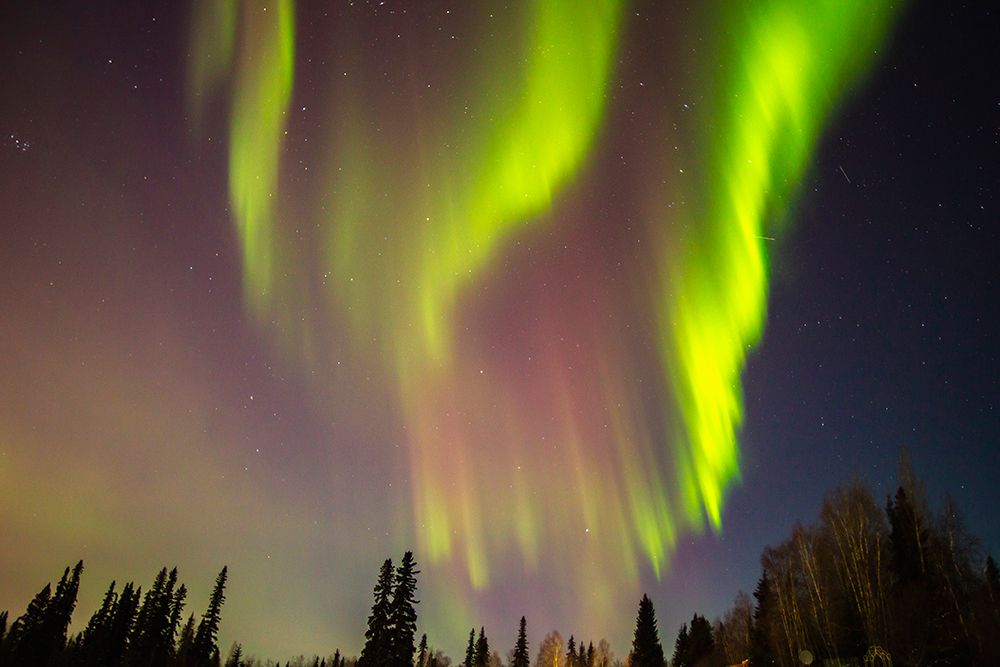 USA-Alaska-Fairbanks Aurora borealis and tree silhouettes art print by Jaynes Gallery for $57.95 CAD