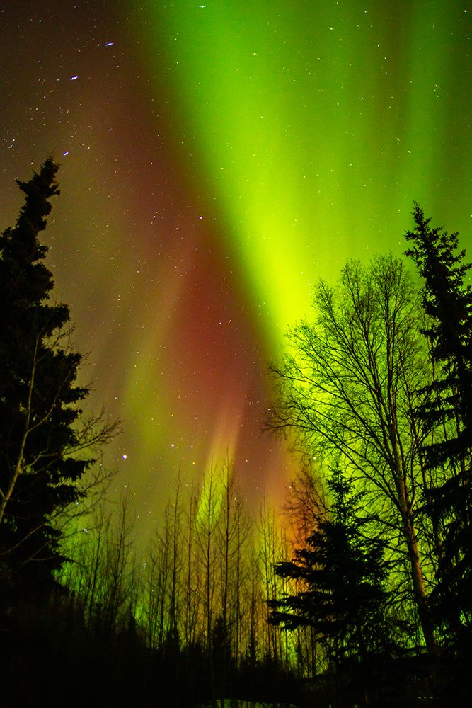 USA-Alaska-Chena Hot Springs Resort Aurora borealis fills night sky art print by Jaynes Gallery for $57.95 CAD