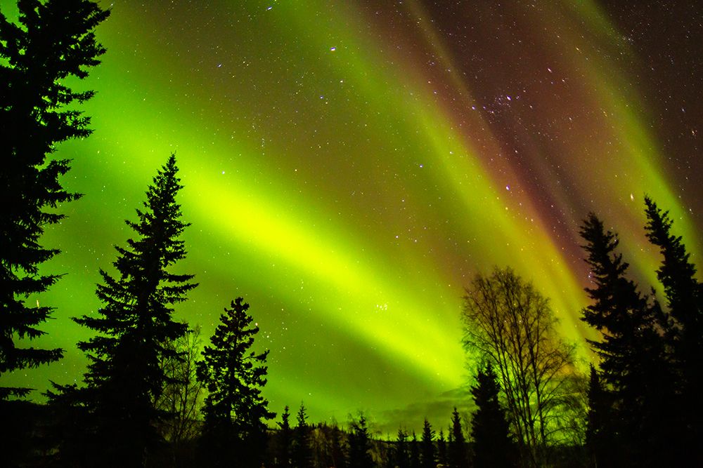 USA-Alaska-Chena Hot Springs Resort Aurora borealis fills night sky art print by Jaynes Gallery for $57.95 CAD