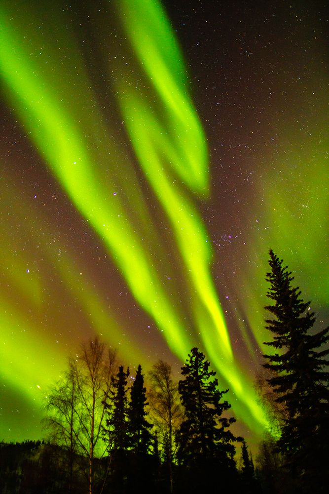 USA-Alaska-Chena Hot Springs Resort Aurora borealis fills night sky art print by Jaynes Gallery for $57.95 CAD