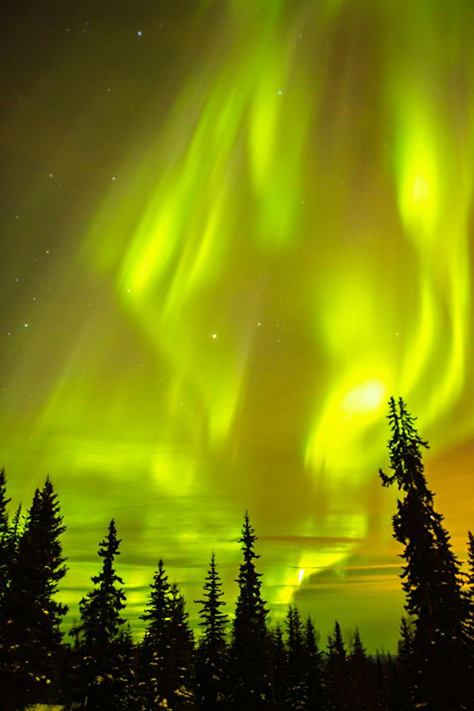 USA-Alaska-Fairbanks Aurora borealis and tree silhouettes art print by Jaynes Gallery for $57.95 CAD