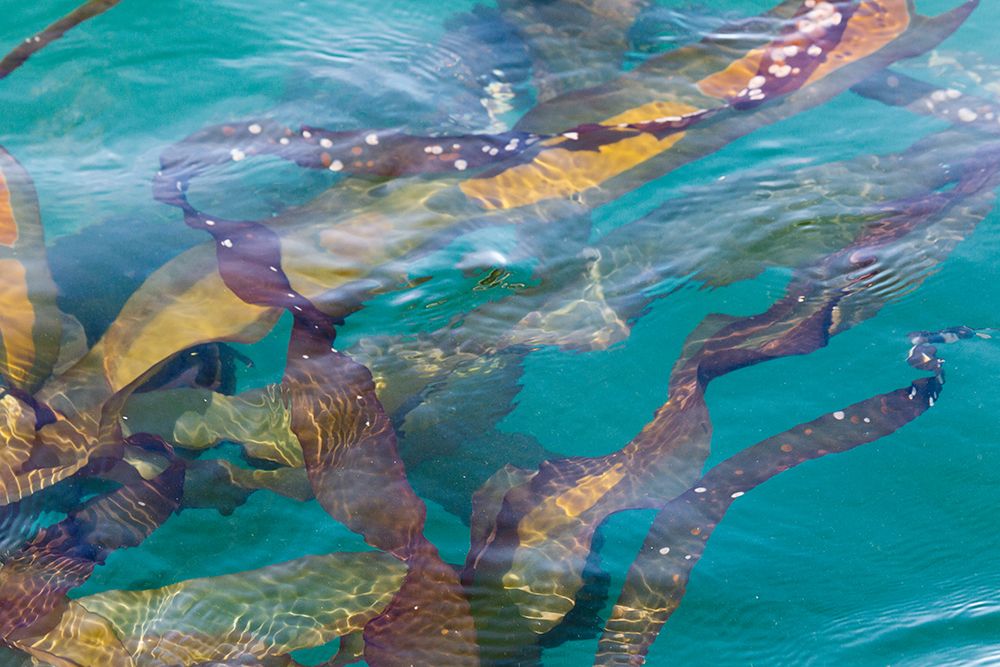 USA, Alaska, Glacier Bay National Park. Close-up of kelp in water. art print by Jaynes Gallery for $57.95 CAD
