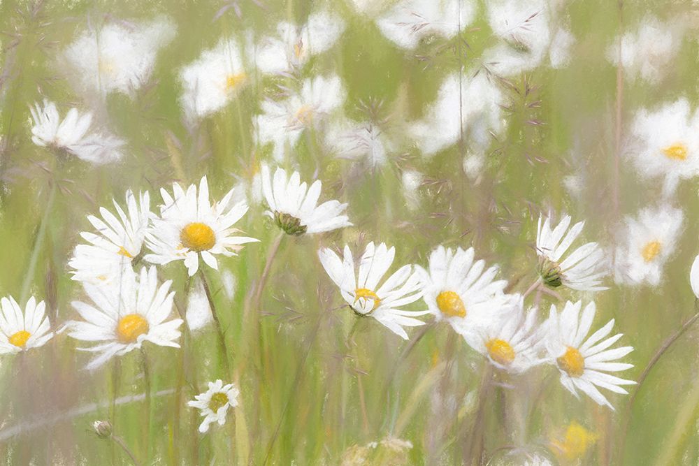 USA, Alaska, Glacier Bay National Park. Close-up of Shasta daisies. art print by Jaynes Gallery for $57.95 CAD