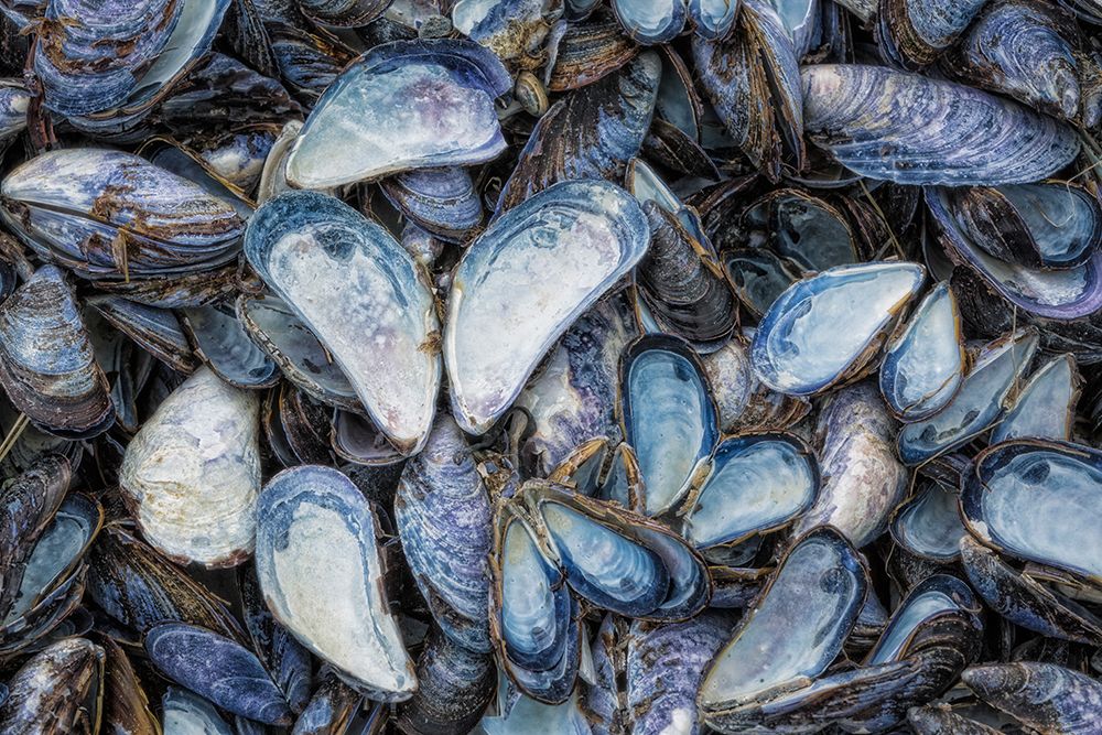 USA, Alaska, Glacier Bay National Park. Close-up of mussel shells. art print by Jaynes Gallery for $57.95 CAD