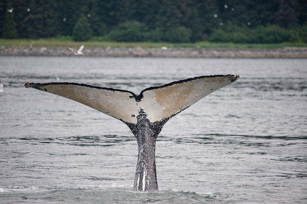 This whale shows off its unusually light colored fluke near Point Adolphus-Alaska art print by Betty Sederquist for $57.95 CAD