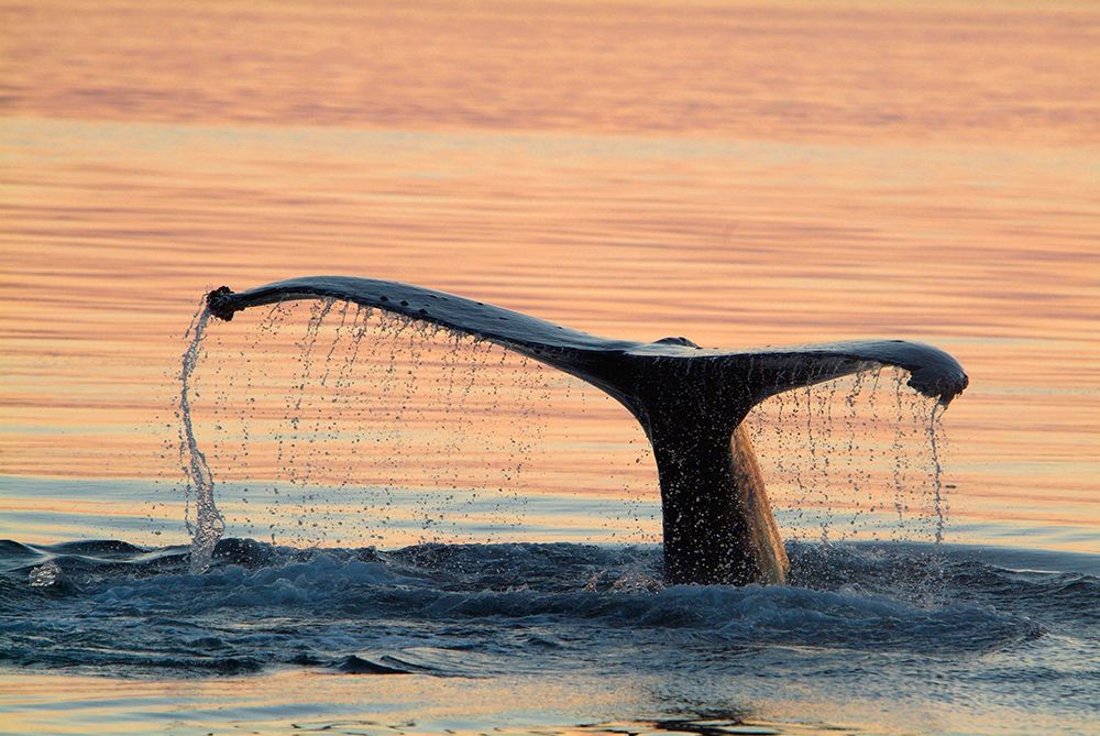 A humpback whale shows its flukes and a waterfall as it sounds art print by Betty Sederquist for $57.95 CAD