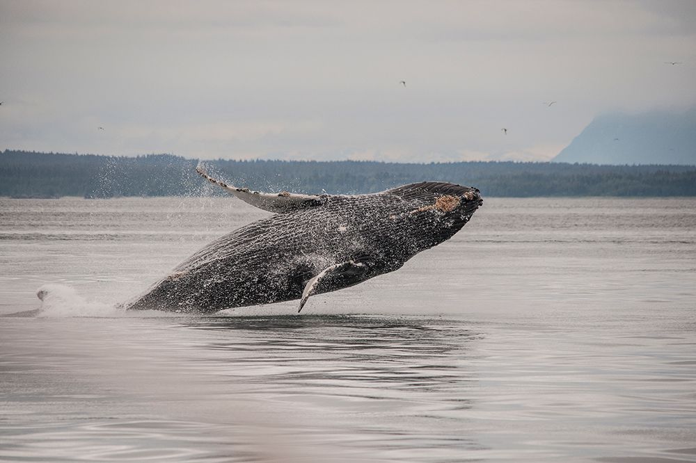 Usa-Alaska Humpback whales jumping and breaching art print by Betty Sederquist for $57.95 CAD