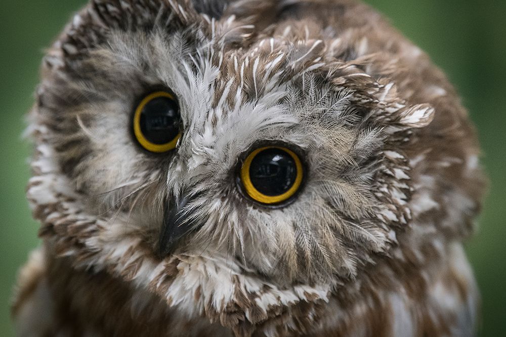 Usa-Alaska This tiny saw-whet owl is a permanent resident of the Alaska Raptor Center art print by Betty Sederquist for $57.95 CAD