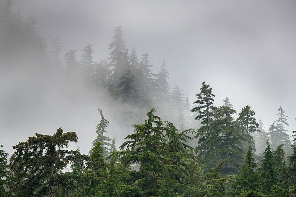 Usa-Alaska Mists-fog and rain for the coastal temperate rainforest in Southeast Alaska art print by Betty Sederquist for $57.95 CAD
