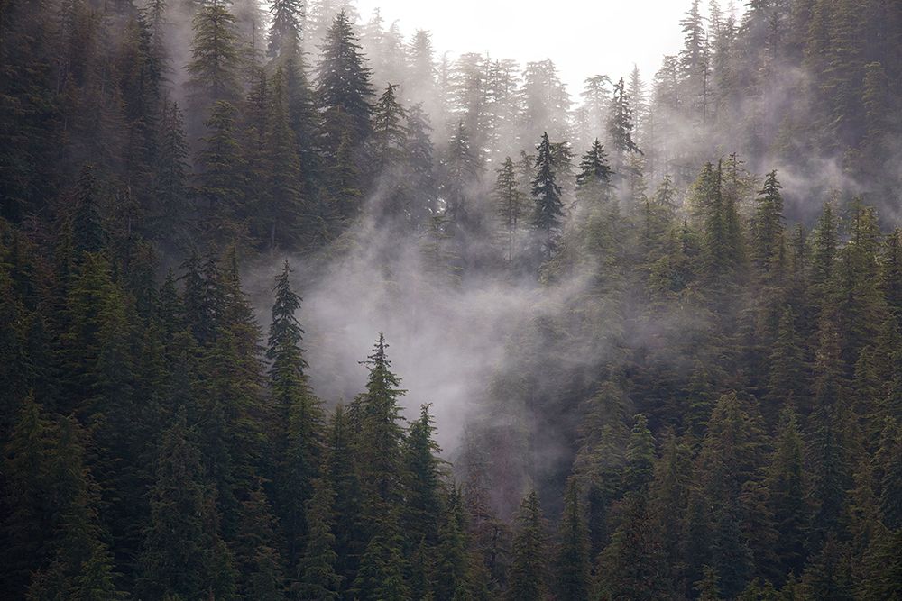 Usa-Alaska Wisps of fog dance among trees in this Alaska rainforest scene on Admiralty Island art print by Betty Sederquist for $57.95 CAD