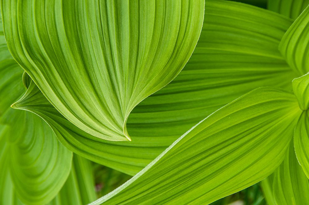 Usa-Alaska False hellebore-also known as corn lily art print by Betty Sederquist for $57.95 CAD