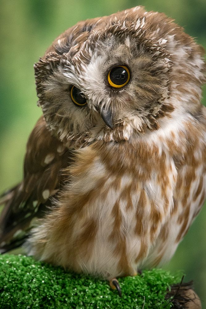 Usa-Alaska This tiny saw-whet owl is a permanent resident of the Alaska Raptor Center in Sitka art print by Betty Sederquist for $57.95 CAD
